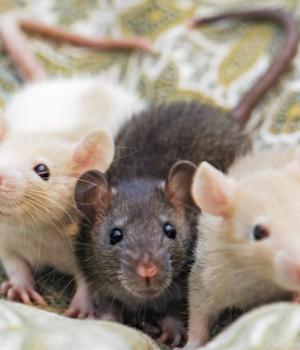 Amazon, Azure Clouds Host RAT-ty Trio in Infostealing Campaign