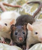 Amazon, Azure Clouds Host RAT-ty Trio in Infostealing Campaign