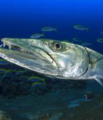 Barracuda Email Security Gateways bitten by data thieves