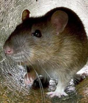 BIOPASS RAT Uses Live Streaming Steal Victims’ Data