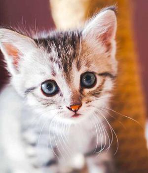 Black Hat: Charming Kitten  Leaves More Paw Prints