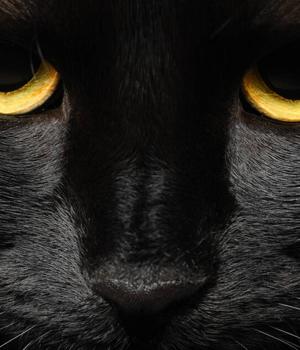 BlackCat plays with malvertising traps to lure corporate victims