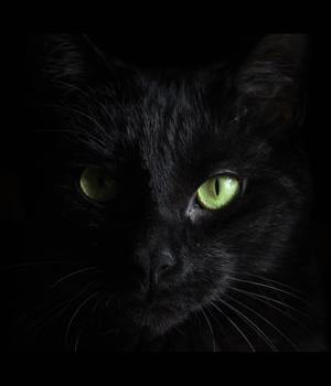 BlackCat ransomware fails to extort Australian commercial law giant