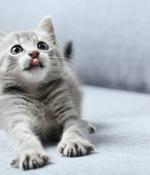 Charming Kitten Sharpens Its Claws with PowerShell Backdoor
