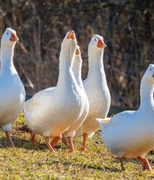 CISA unleashes Untitled Goose Tool to honk at danger in Microsoft's cloud