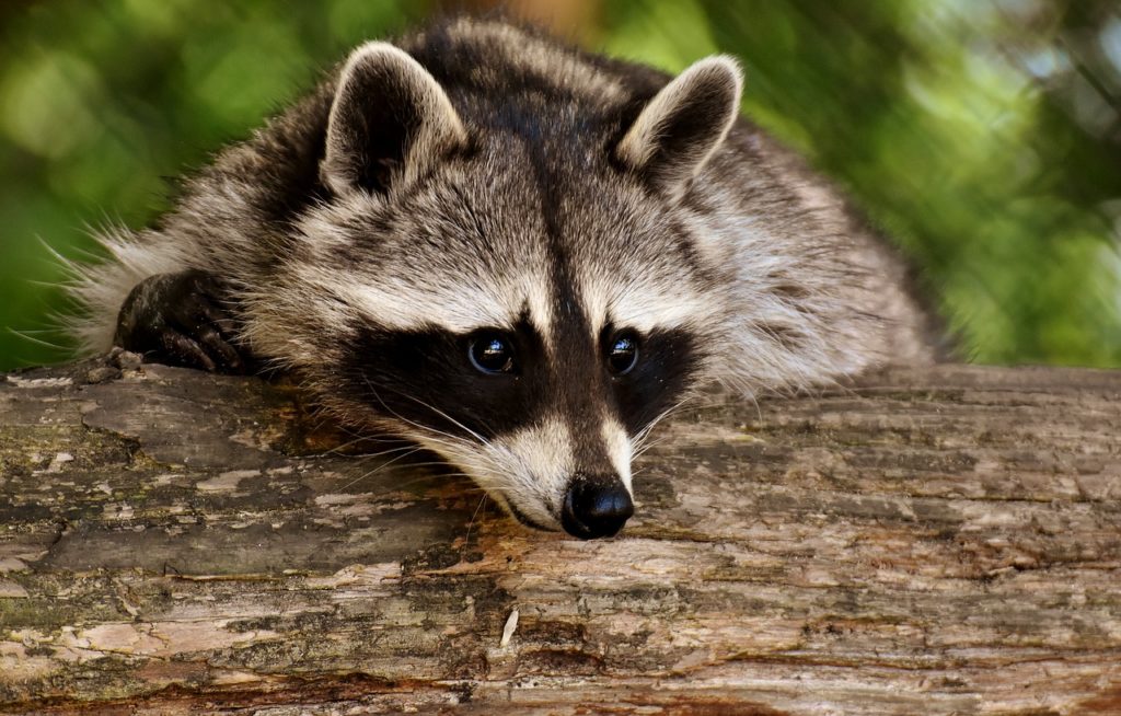 Copycat Site Serves Up Raccoon Stealer