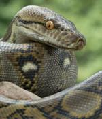 Cryptominers Slither into Python Projects in Supply-Chain Campaign