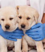 Cyberattack on UK’s CVS Group disrupts veterinary operations