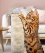 Cybercrooks are targeting Bengal cat lovers in Australia for some reason