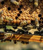 Honeypot experiment reveals what hackers want from IoT devices