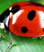 Imunify360 Bug Leaves Linux Web Servers Open to Code Execution, Takeover