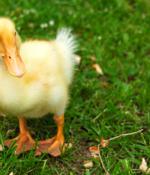 Lemon Duck Cryptojacking Botnet Changes Up Tactics