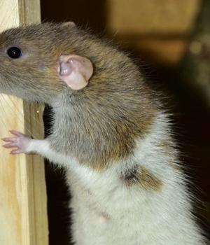 Low-rent RAT Worries Researchers