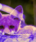 New PurpleFox botnet variant uses WebSockets for C2 communication