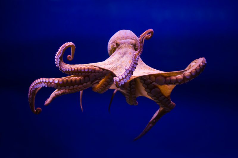 Octopus Scanner Sinks Tentacles into GitHub Repositories