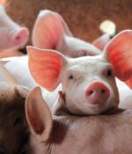 'Pig butchering' romance scam domains seized and slaughtered by the Feds