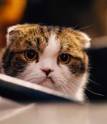 Popular Q&A app Curious Cat loses domain, posts bizarre tweets