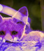 Purple Fox malware distributed via malicious Telegram installers