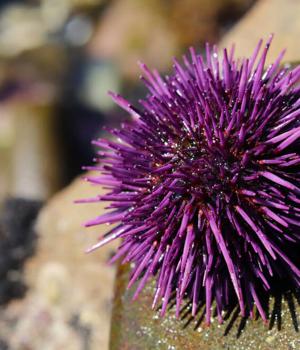 Purpleurchin cryptocurrency miners spotted scouring free GitHub, Heroku accounts