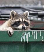 Raccoon Stealer Crawls Into Telegram