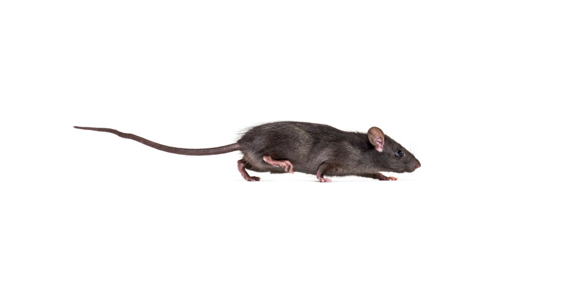 RATicate malware gang goes commercial