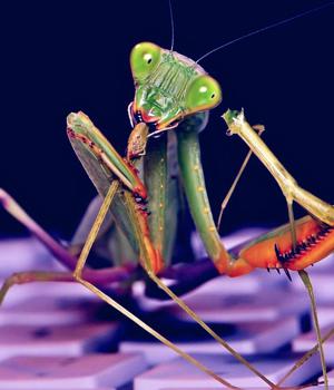 Roaming Mantis Android malware campaign sets sights on Europe