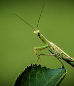 Roaming Mantis hits Android and iOS users in malware, phishing attacks