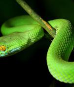 Serpent Backdoor Slithers into Orgs Using Chocolatey Installer