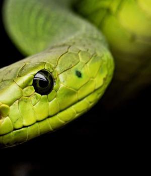 Snake malware biting hard on 50 apps for only $25