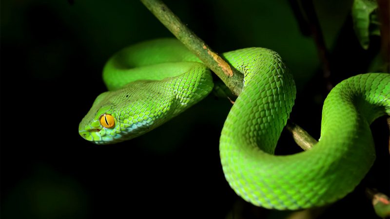 Snake Ransomware Delivers Double-Strike on Honda, Energy Co.