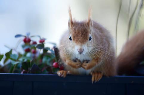 Squirrel Bug Lets Attackers Execute Code in Games, Cloud Services