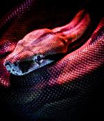 Turla’s Snake malware network disrupted by Five Eyes’ authorities