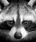Ukrainian charged for operating Raccoon Stealer malware service