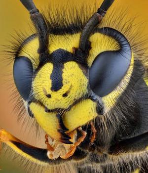 WASP malware stings Python developers