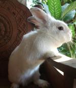 ‘White Rabbit’ Ransomware May Be FIN8’s Latest Tool